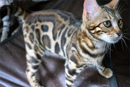 Female Bengal Cats