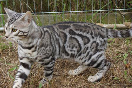 Male Bengal Cats